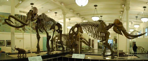 From left to right: Mammut, Gompotherium and Mastodon @AMNH