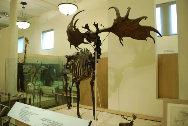 Megaloceros @AMNH
