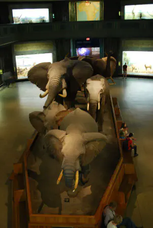 African elephants @AMNH
