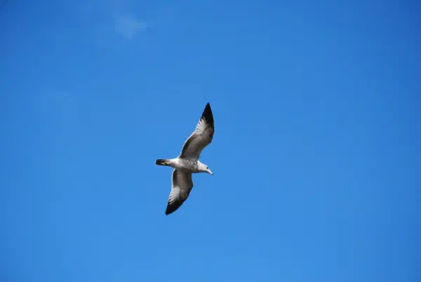 A gull
