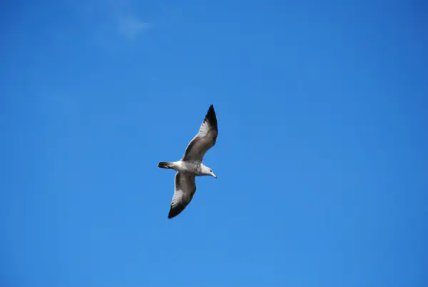 A gull