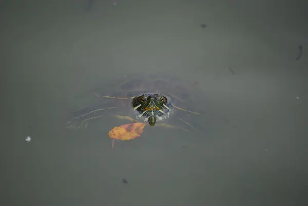 A painted turtle swimming in The Lake at Central Park