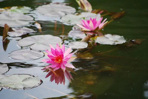 Water lilies in the fountain at Central Park