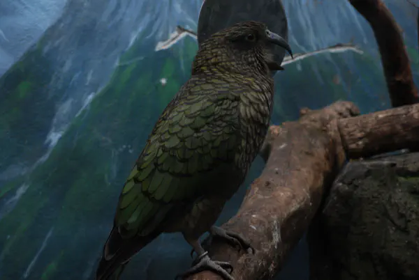 Kea at Central Park Zoo