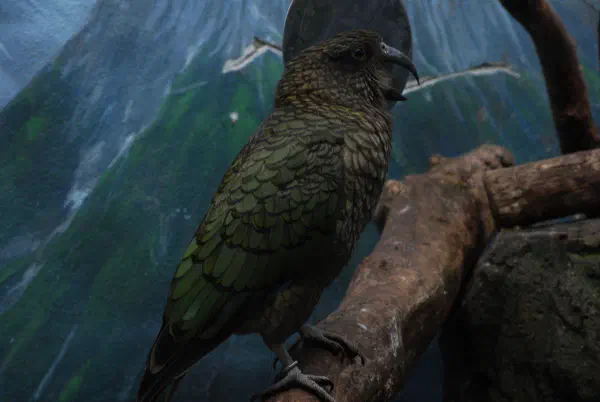 Kea at Central Park Zoo