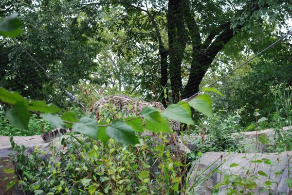 Snow leopard at Central Park Zoo