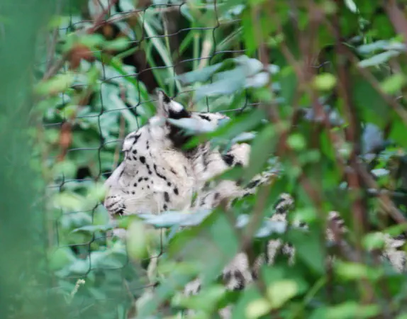 Snow leopard at Central Park Zoo