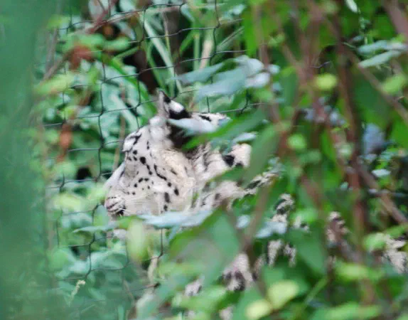 Snow leopard at Central Park Zoo