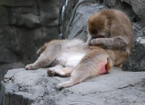 Snow monkeys at Central Park Zoo
