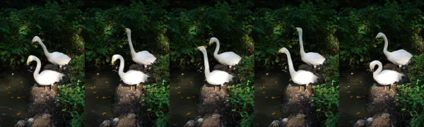 Collage of two trumpeter swans trumpeting