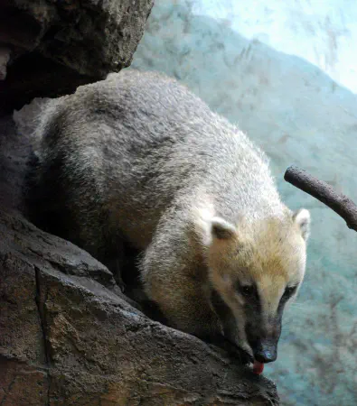 Mountain coati at Central Park Zoo