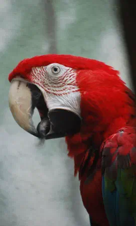 Green-winged macaw at Central Park Zoo