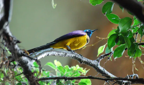 Golden breasted starling at Central Park Zoo