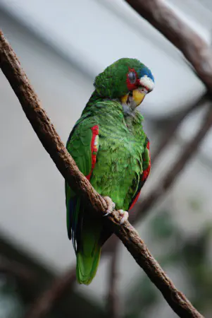 White fronted amazon parrot at Central Park Zoo