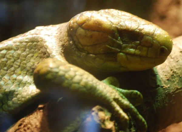 Solomon Island ground-skink at Central Park Zoo
