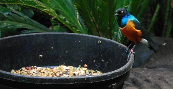 Superb starling at Central Park Zoo