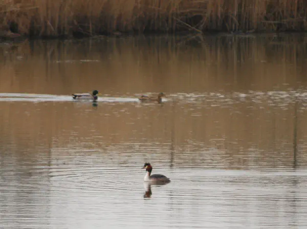 A male Great Crested Grebe (Fuut) and a male and female mallard