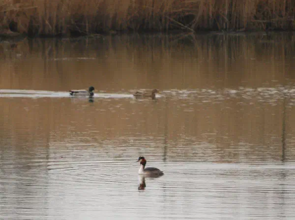 A male Great Crested Grebe (Fuut) and a male and female mallard
