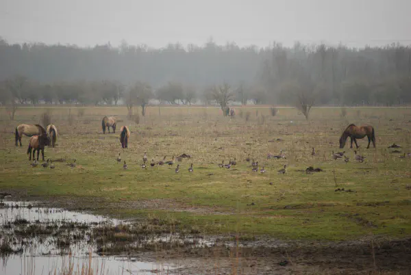 Konik horses (Konikpaarden), Greater White-fronted (Kolganzen) and Greylag geese (Grauwe ganzen)