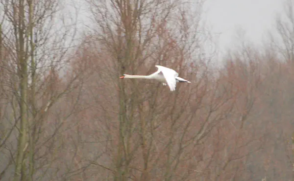Mute swan flying by