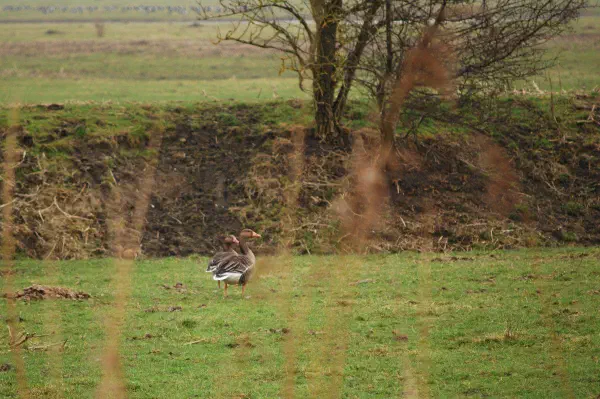 A Greylag geese couple