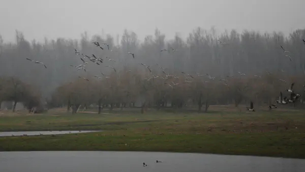 A flock of Barnacle geese (Brandganzen)