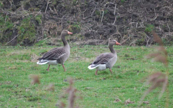 Greylag geese couple