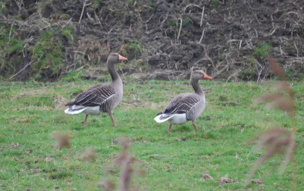 Greylag geese couple