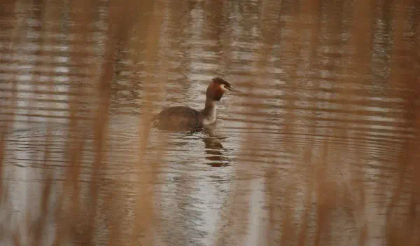 A male Great Crested Grebe trying to seduce...