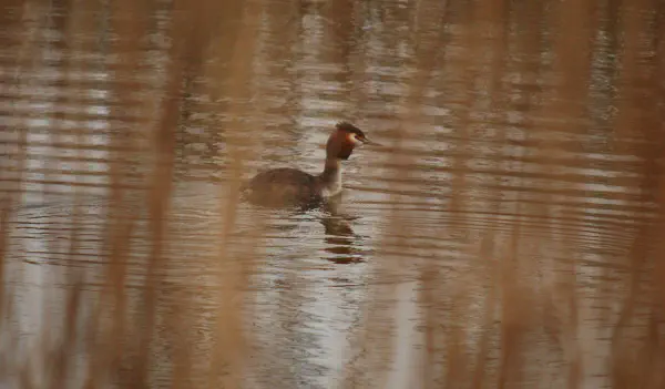 A male Great Crested Grebe trying to seduce...