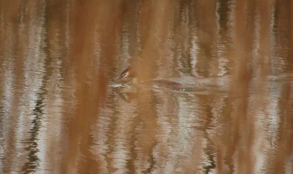 ...this female Great Crested Grebe