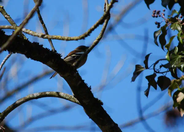 Common chaffinch (vink)