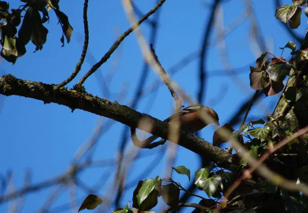 Common chaffinch