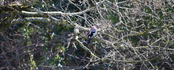 Eurasian Jay (Vlaamse gaai)