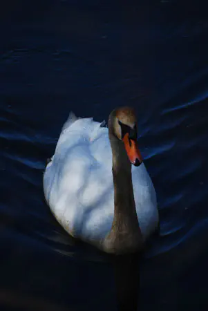 Male mute swan protecting a this...