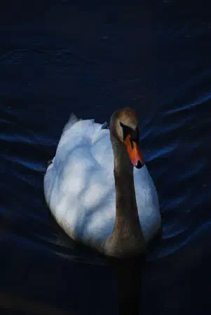 Male mute swan protecting a this...