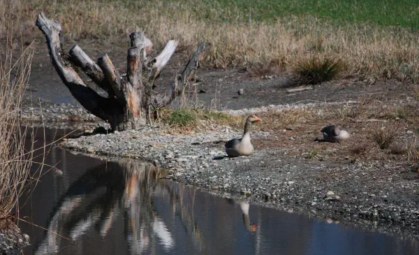 A pair of greylag geese