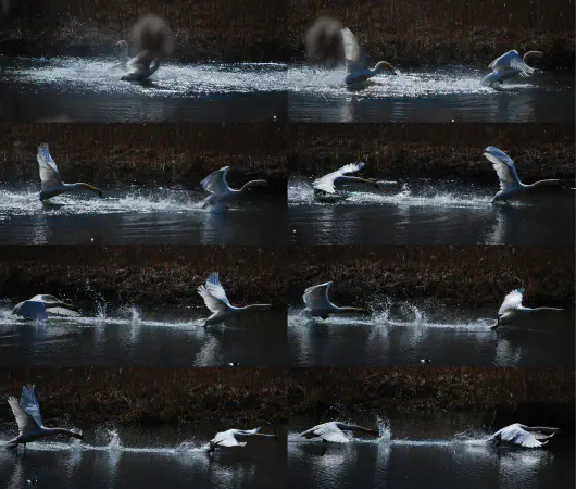 Two male mute swans fighting for territory