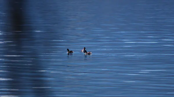 Probably common pochards, but hard to see from the distance