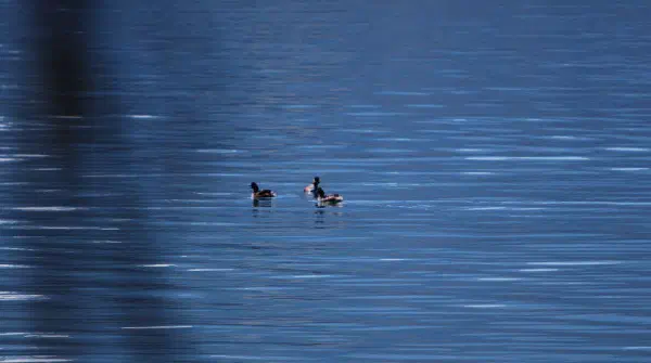 Probably common pochards, but hard to see from the distance