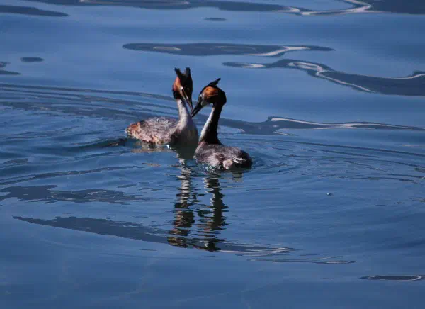 Two courting great crested grebes