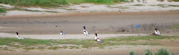A flock of common shelducks (bergeend)