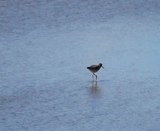 Long-distance shot of a black-tailed godwit (grutto)