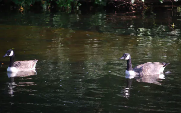 Canada geese