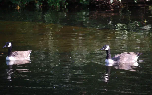 Canada geese