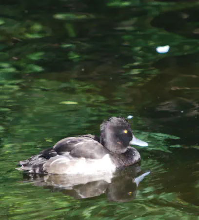Tufted duck