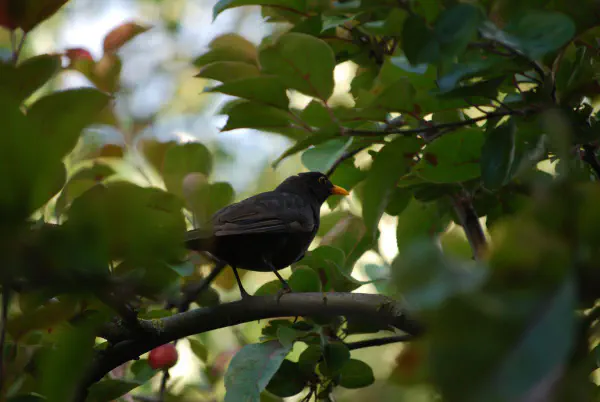 Common blackbird