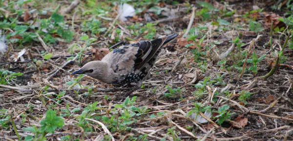 Common starling