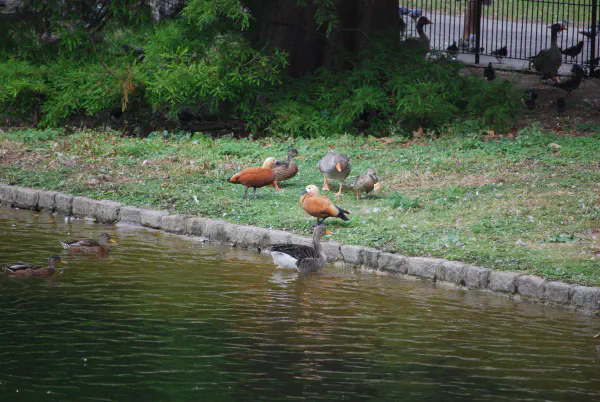 Mallards, greylag geese and ruddy shelducks