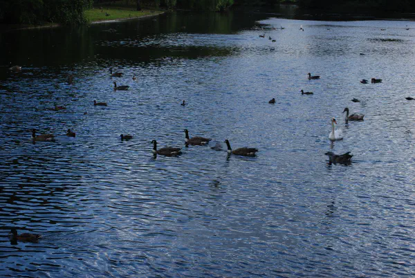 Lots of water birds at St. James